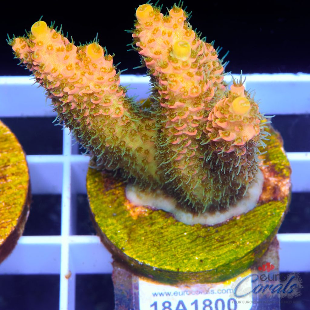 EC Barsoom Acro