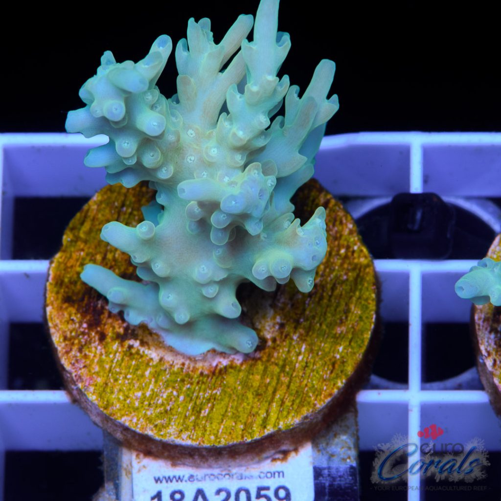 EC Blue Lemonade Kraken
