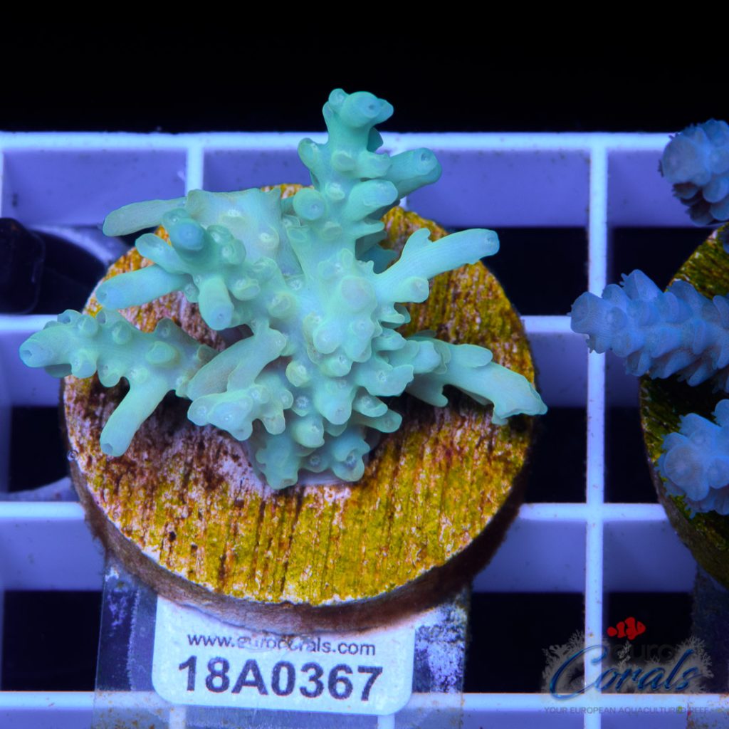 EC Blue Lemonade Kraken