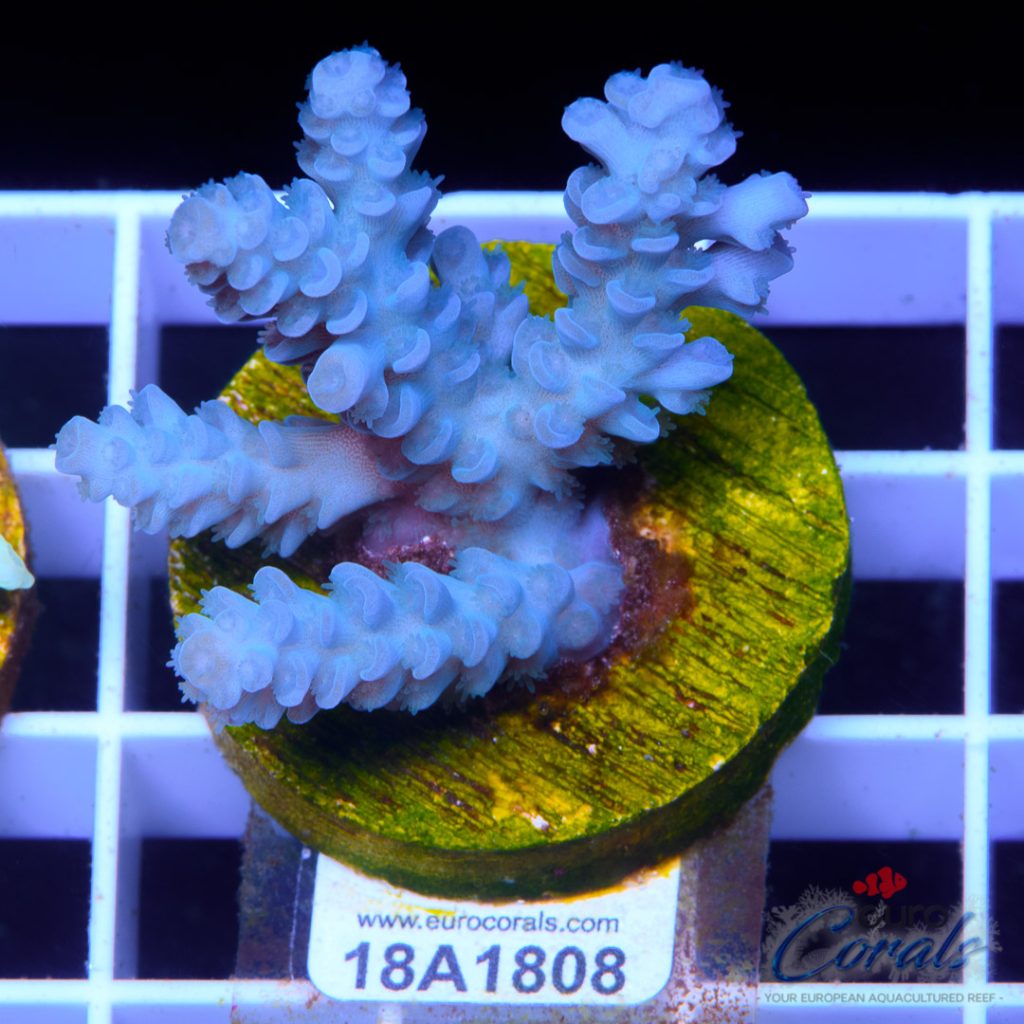 EC Blue Papa Smurf