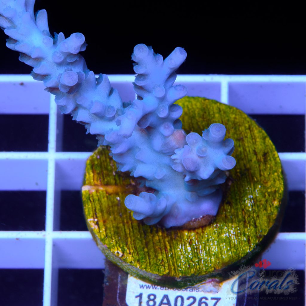 EC Blue Papa Smurf