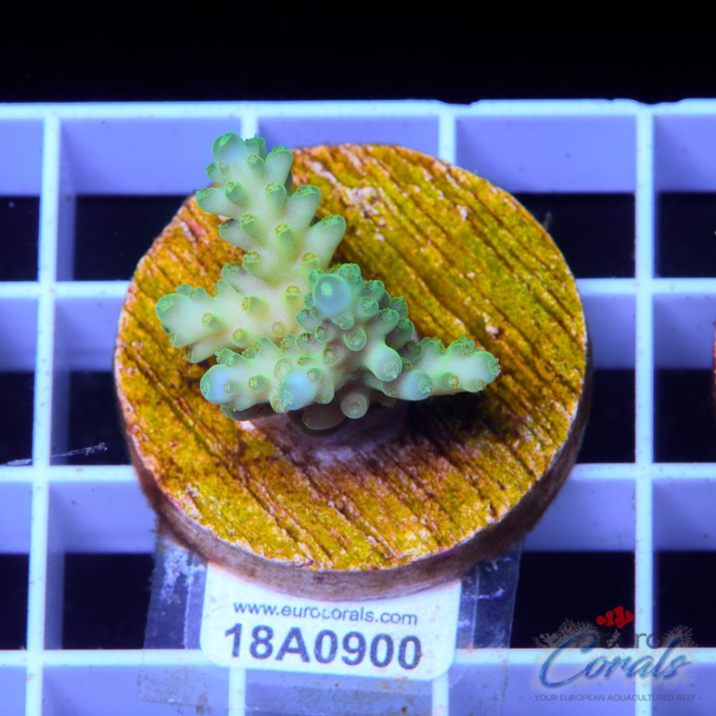 EC Pearberry