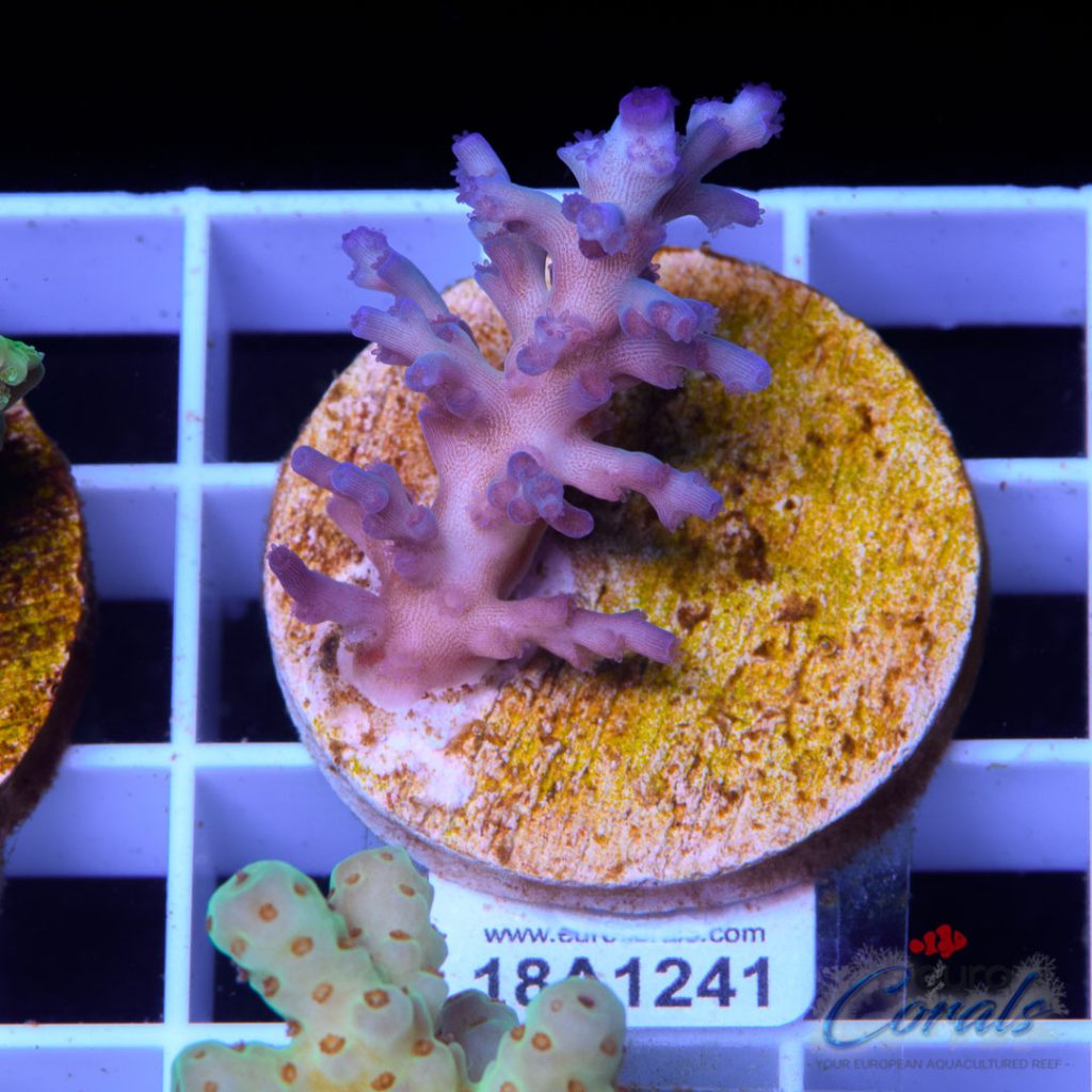 EC Icefire Echinata Ultra