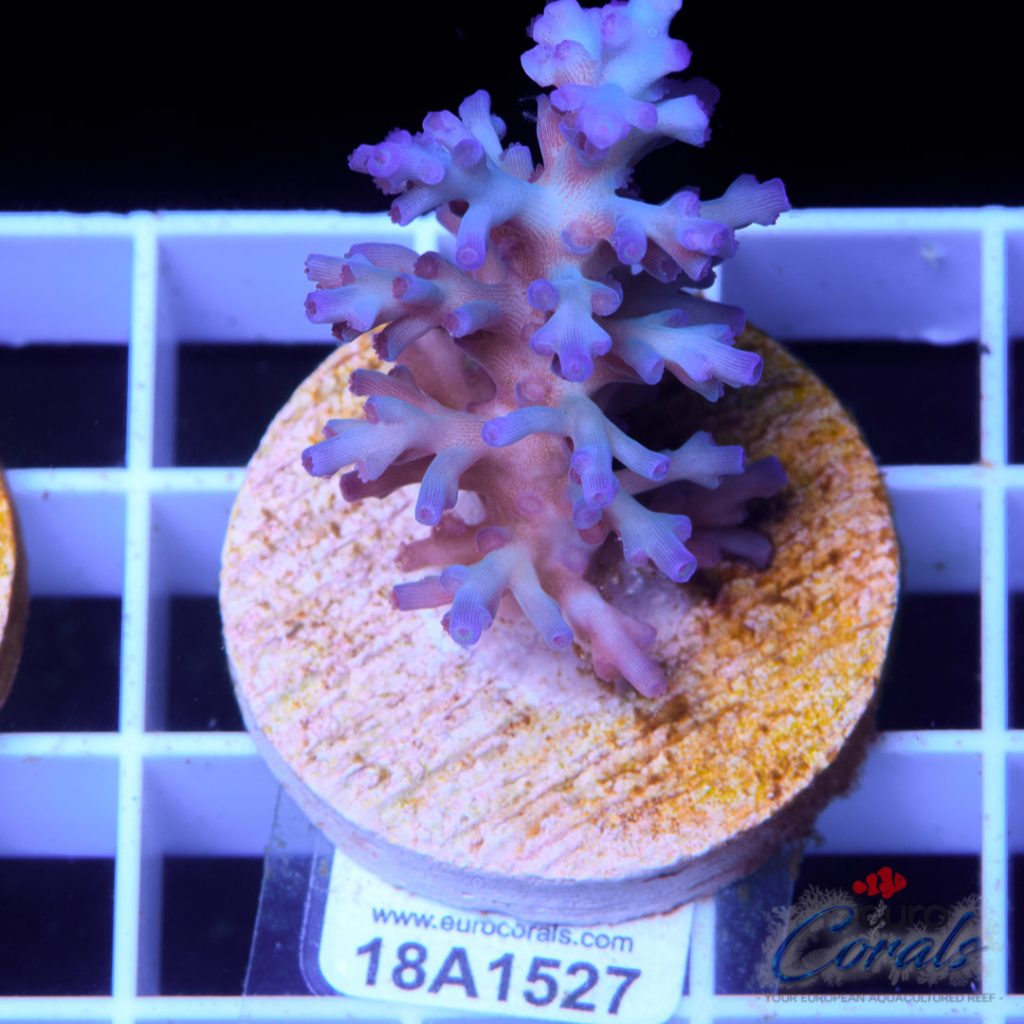 EC Icefire Echinata Ultra