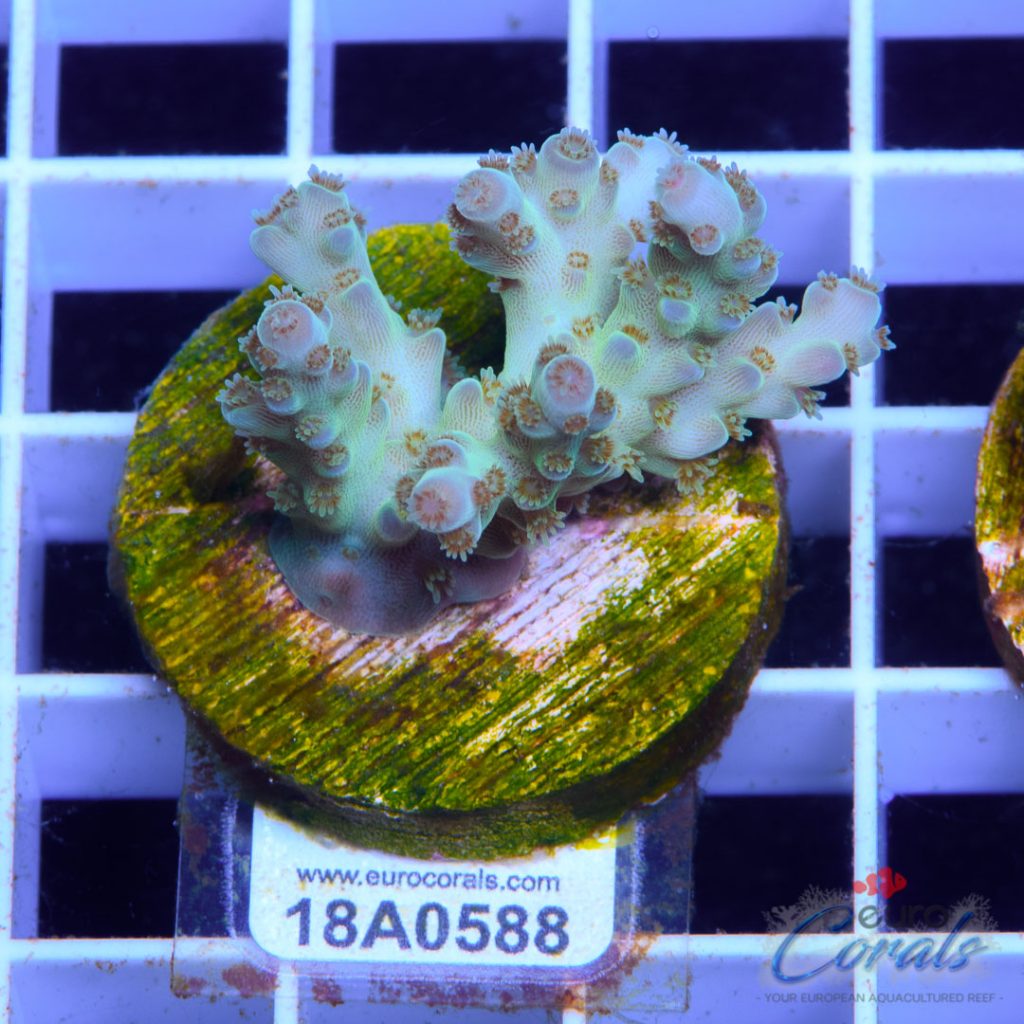 EC Glass Slipper