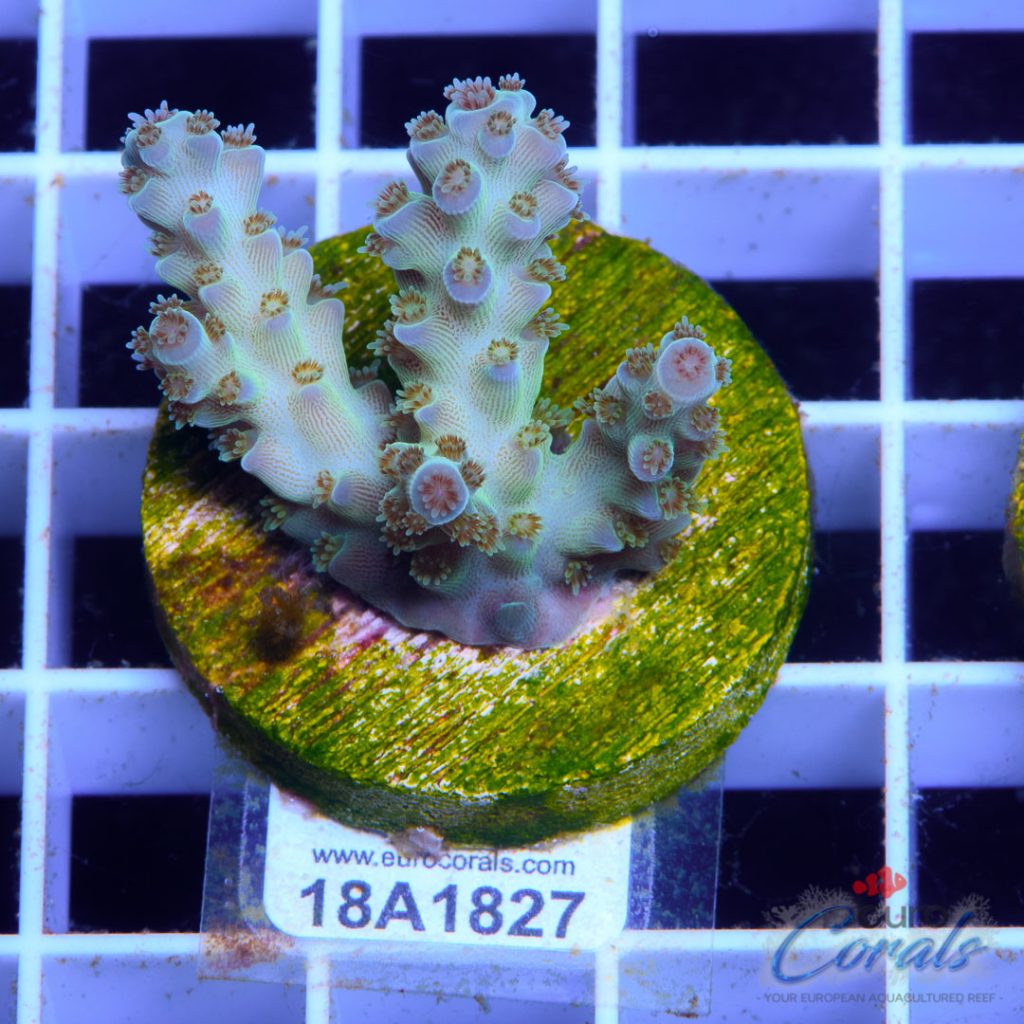 EC Pearl Acro