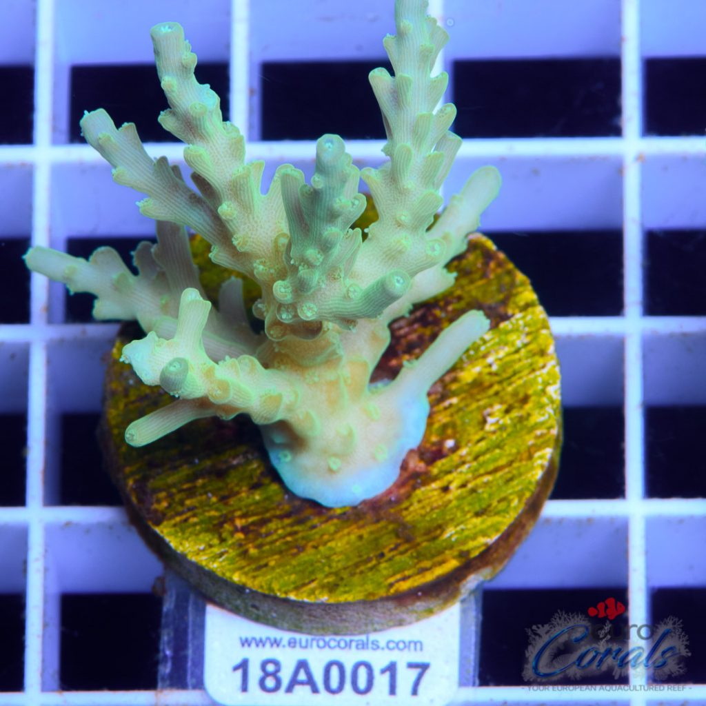 EC Blue Octopus