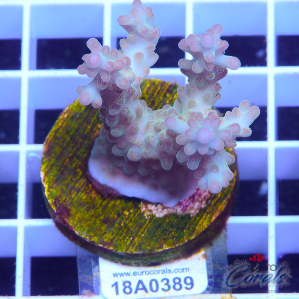 EC Rainbow Shortcake