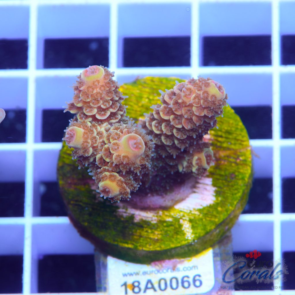 EC Spathulata Bicolor
