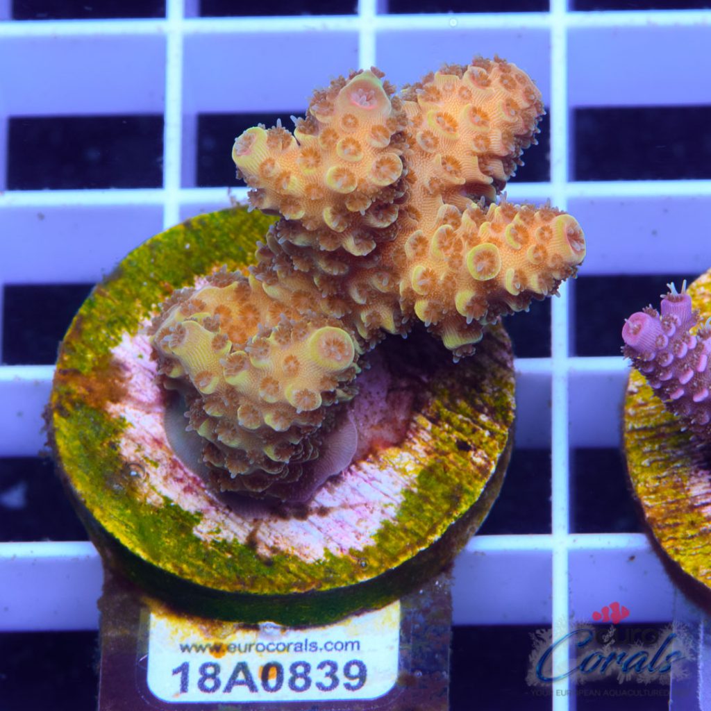 EC Spathulata Bicolor