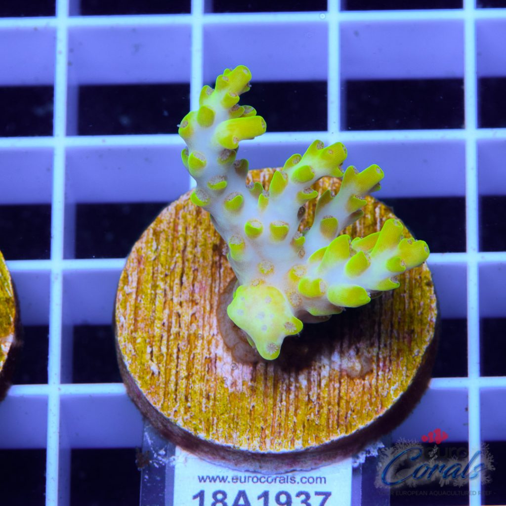 EC Tweety Yellow