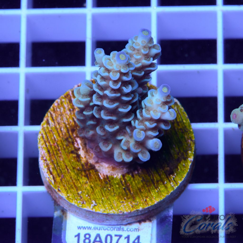 EC Sapphire Tenuis