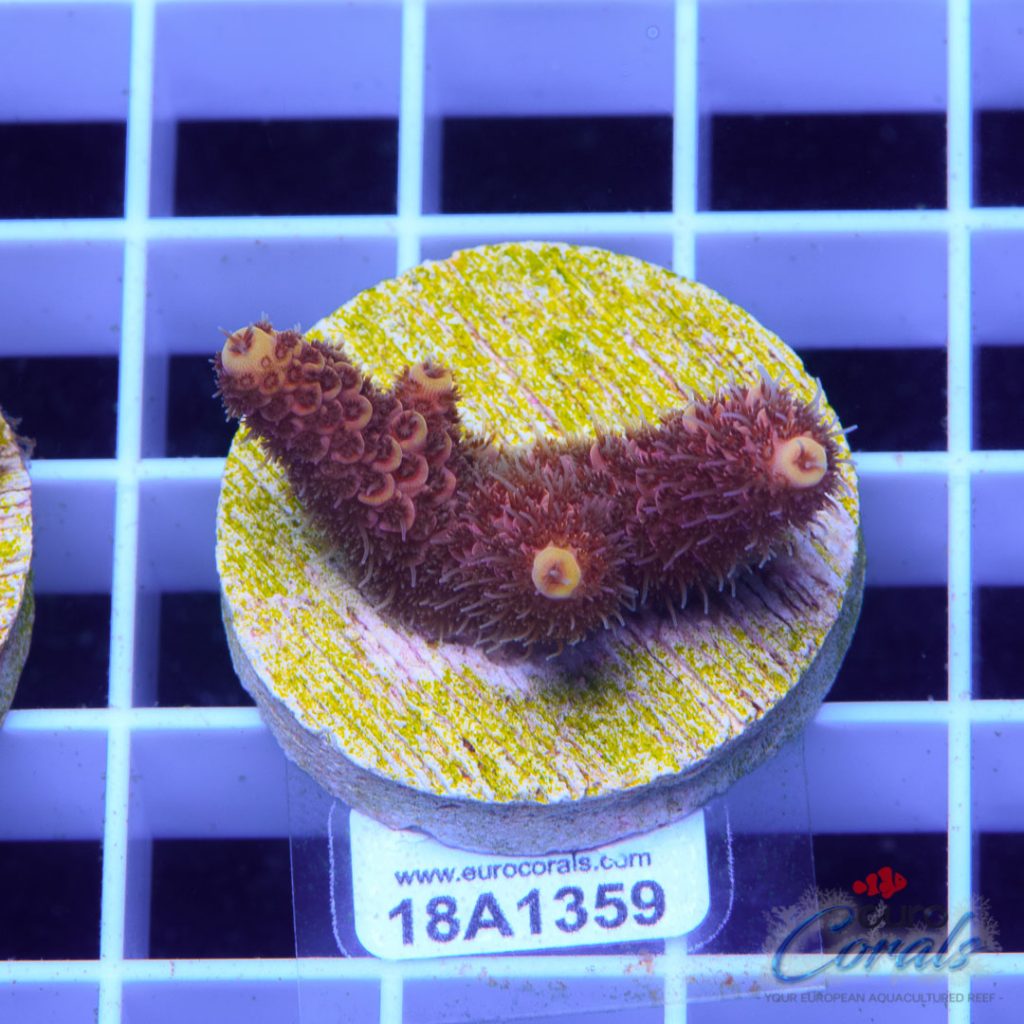 EC Lemon Head Mille