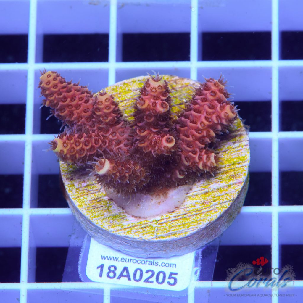 EC Lemon Head Mille