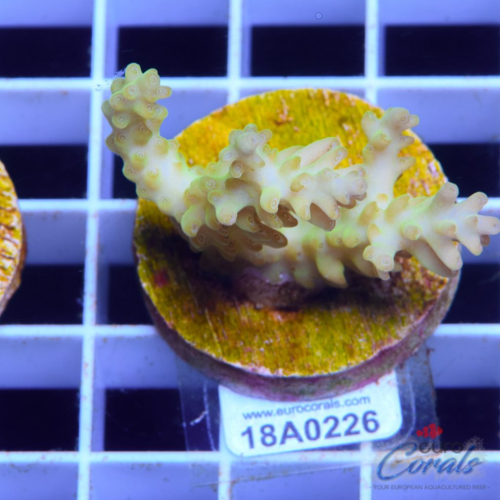 EC Yellow Shortcake