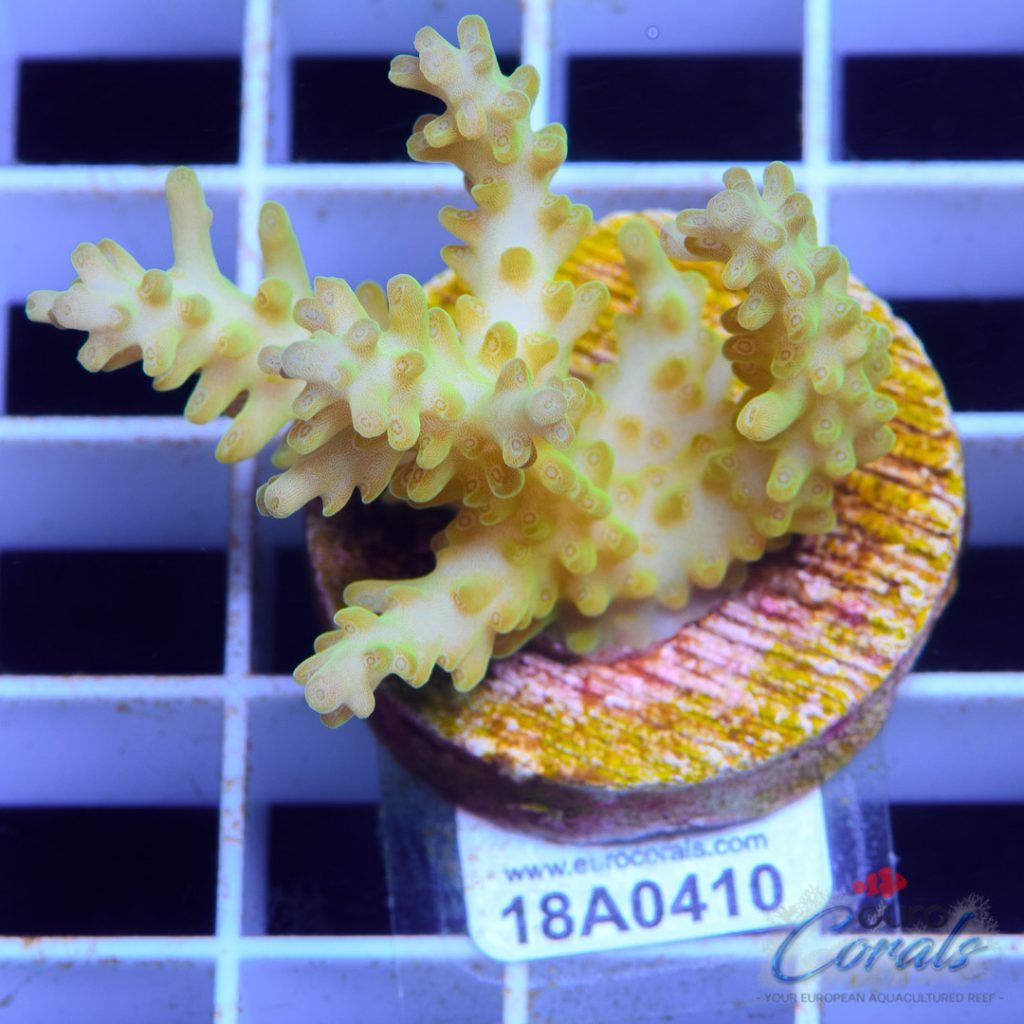 EC Yellow Shortcake