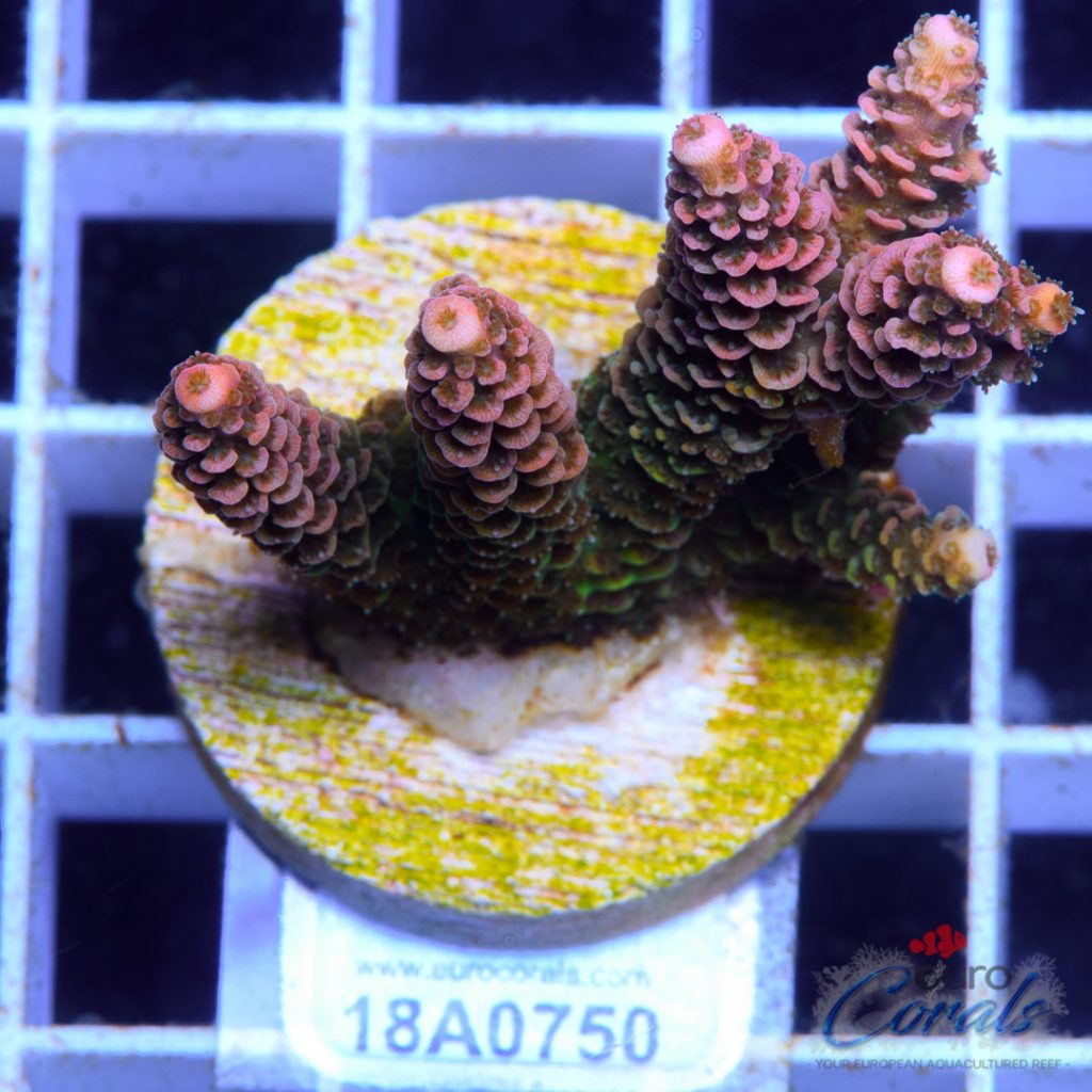 EC Ultra Rose Mille