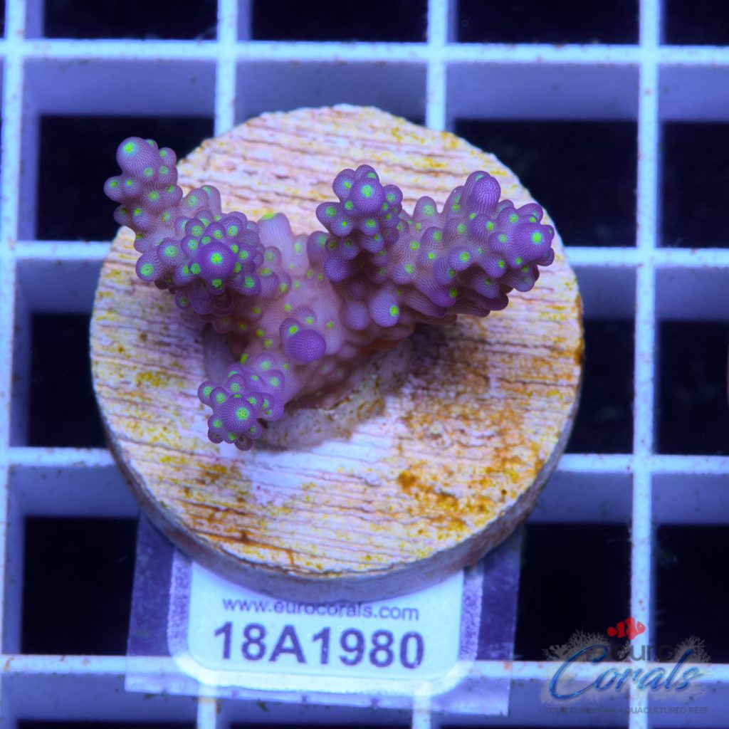 EC Nana Acro