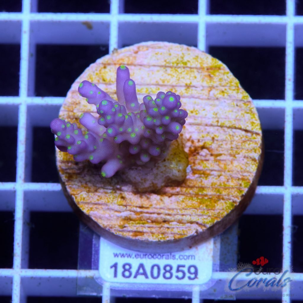 EC Nana Acro