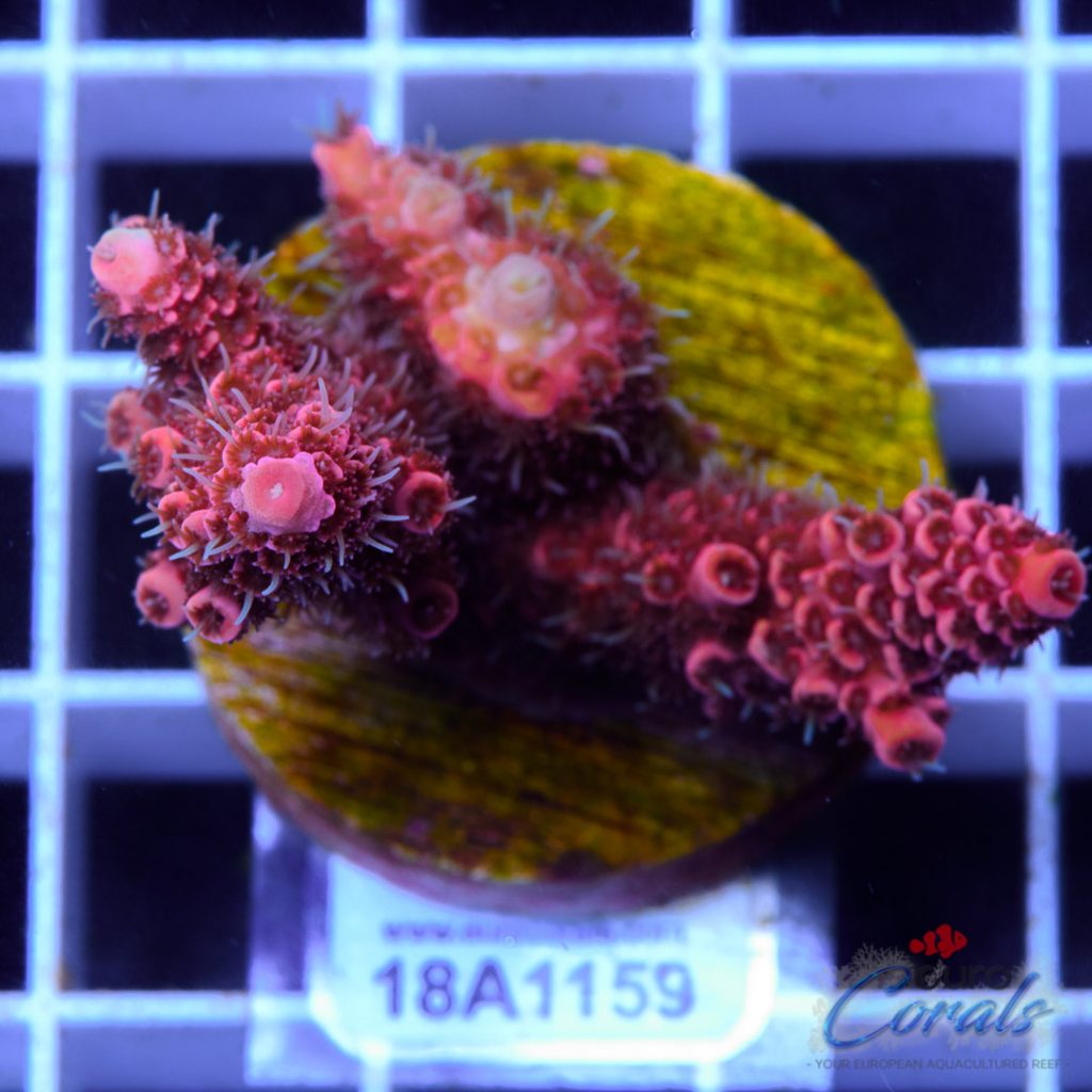 EC Blood Red Mille