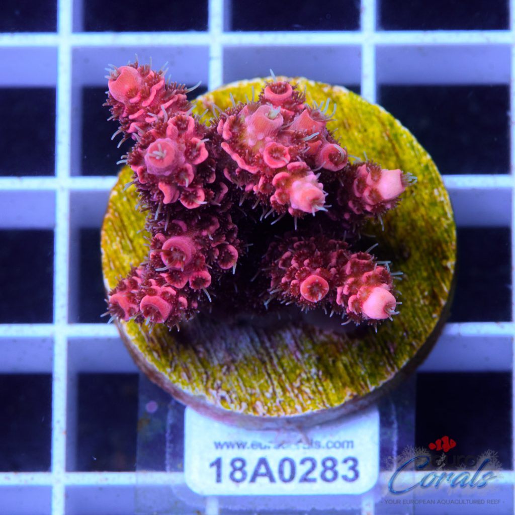 EC Blood Red Mille