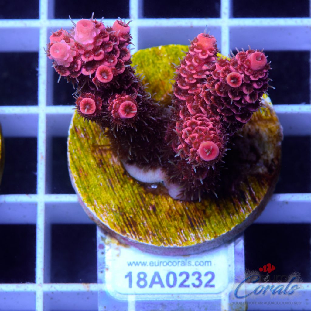 EC Blood Red Mille