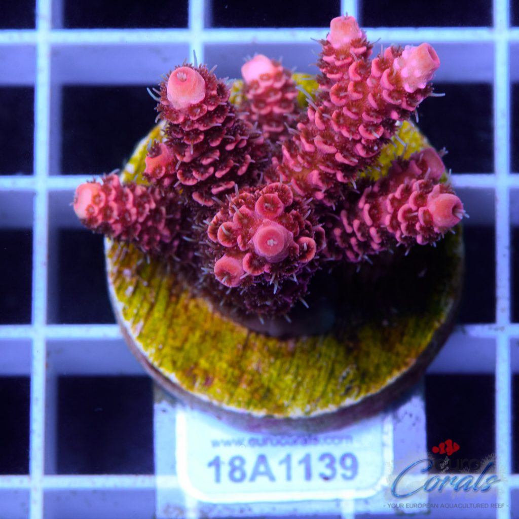 EC Blood Red Mille