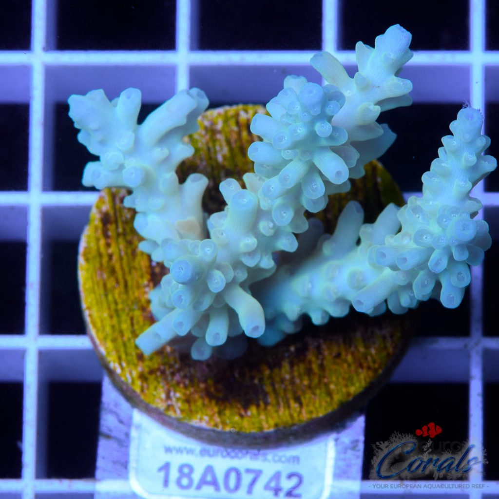 EC Blue Lemonade Kraken