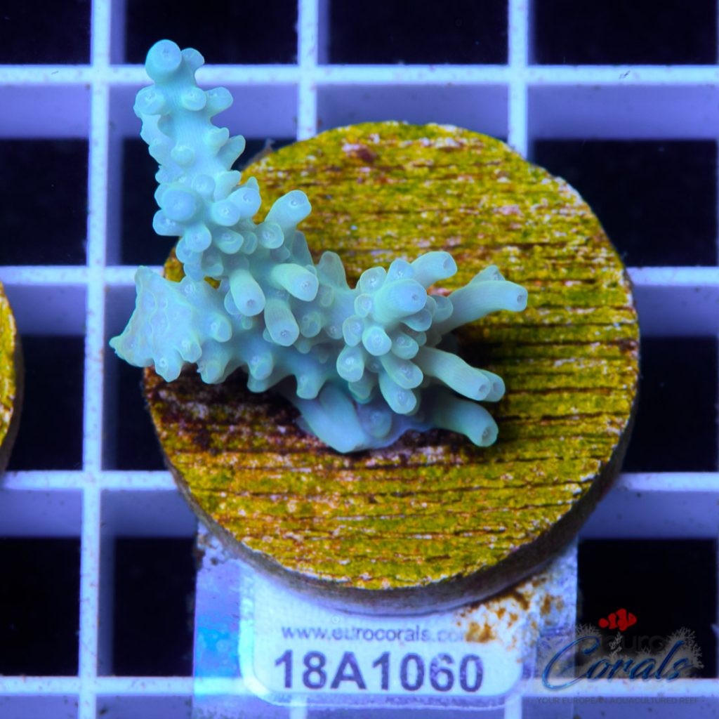 EC Blue Lemonade Kraken