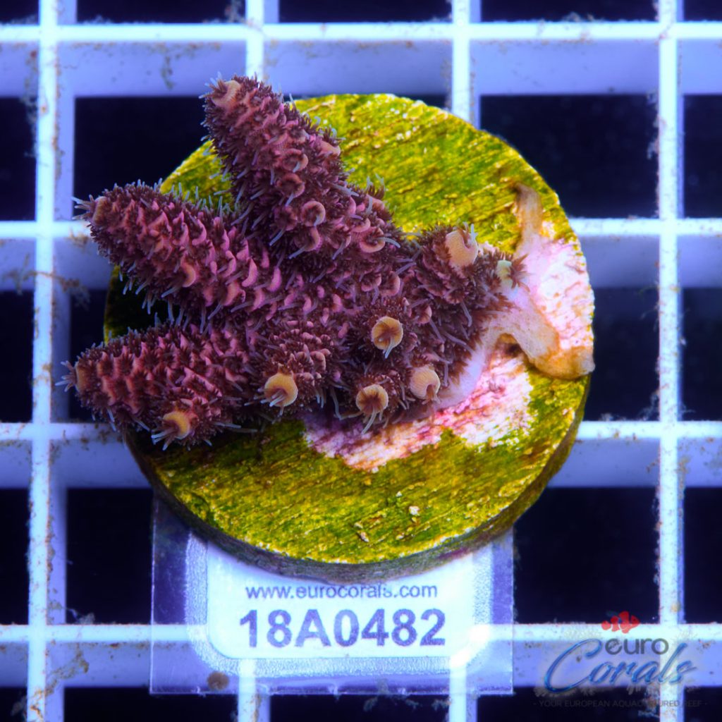 EC Lemon Head Pink Mille