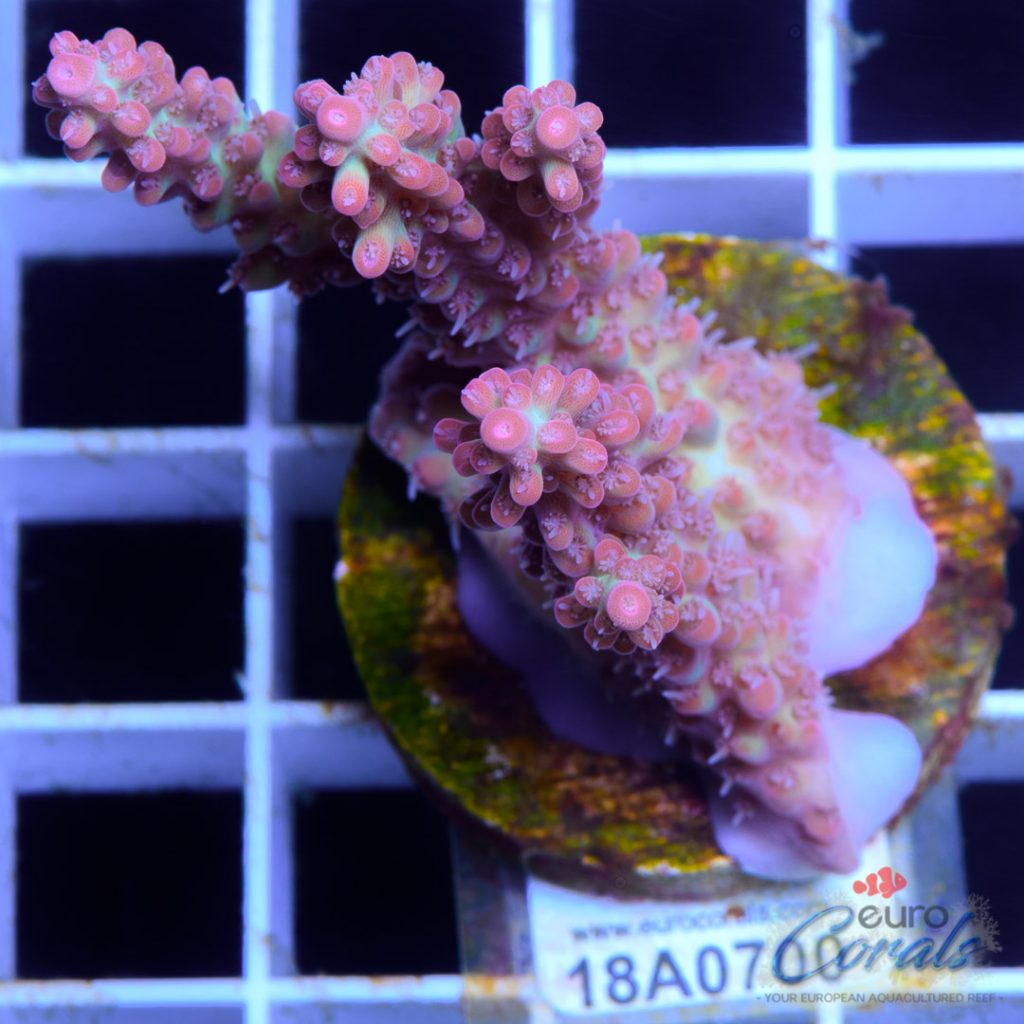 EC Strawberry Shortcake