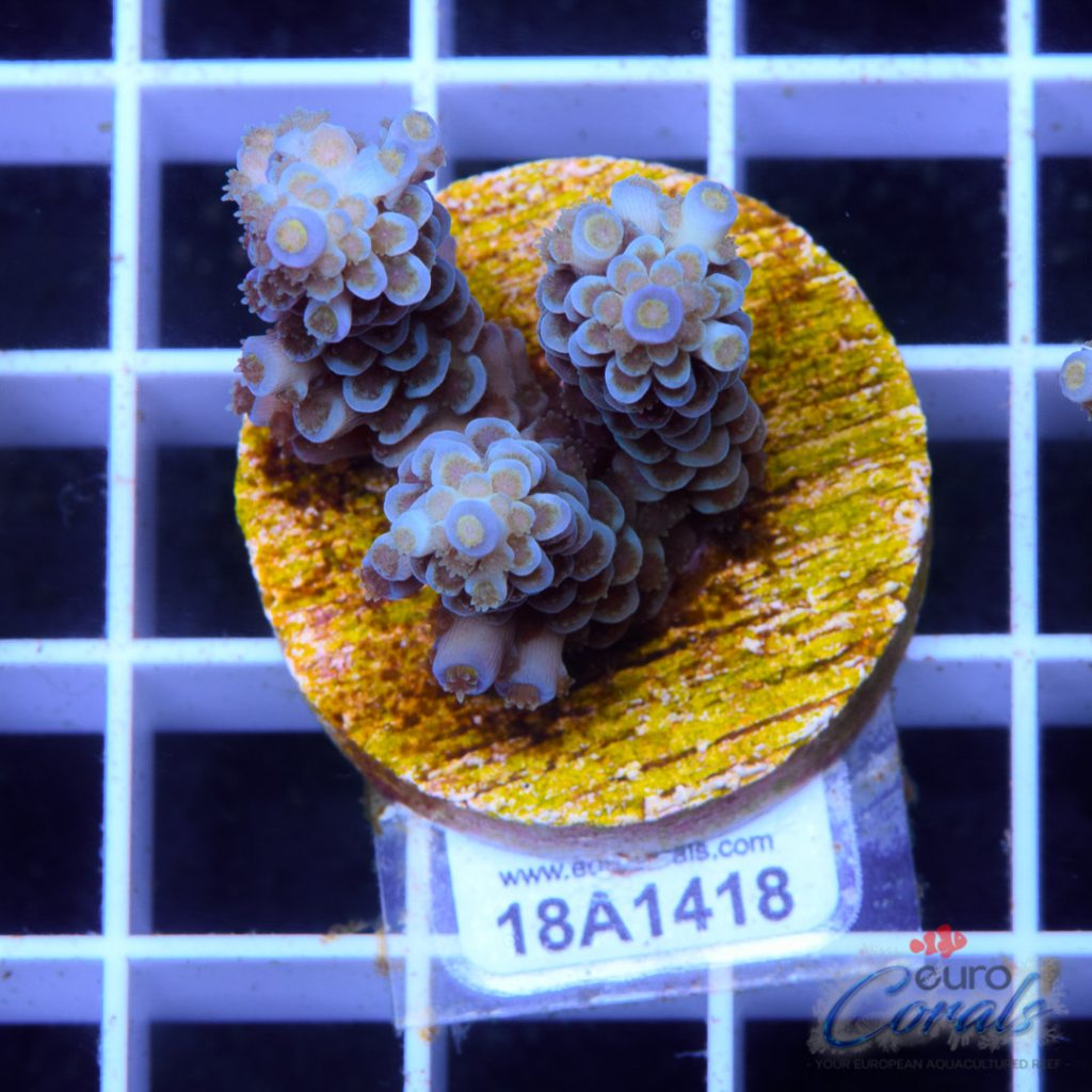 EC Sapphire Tenuis