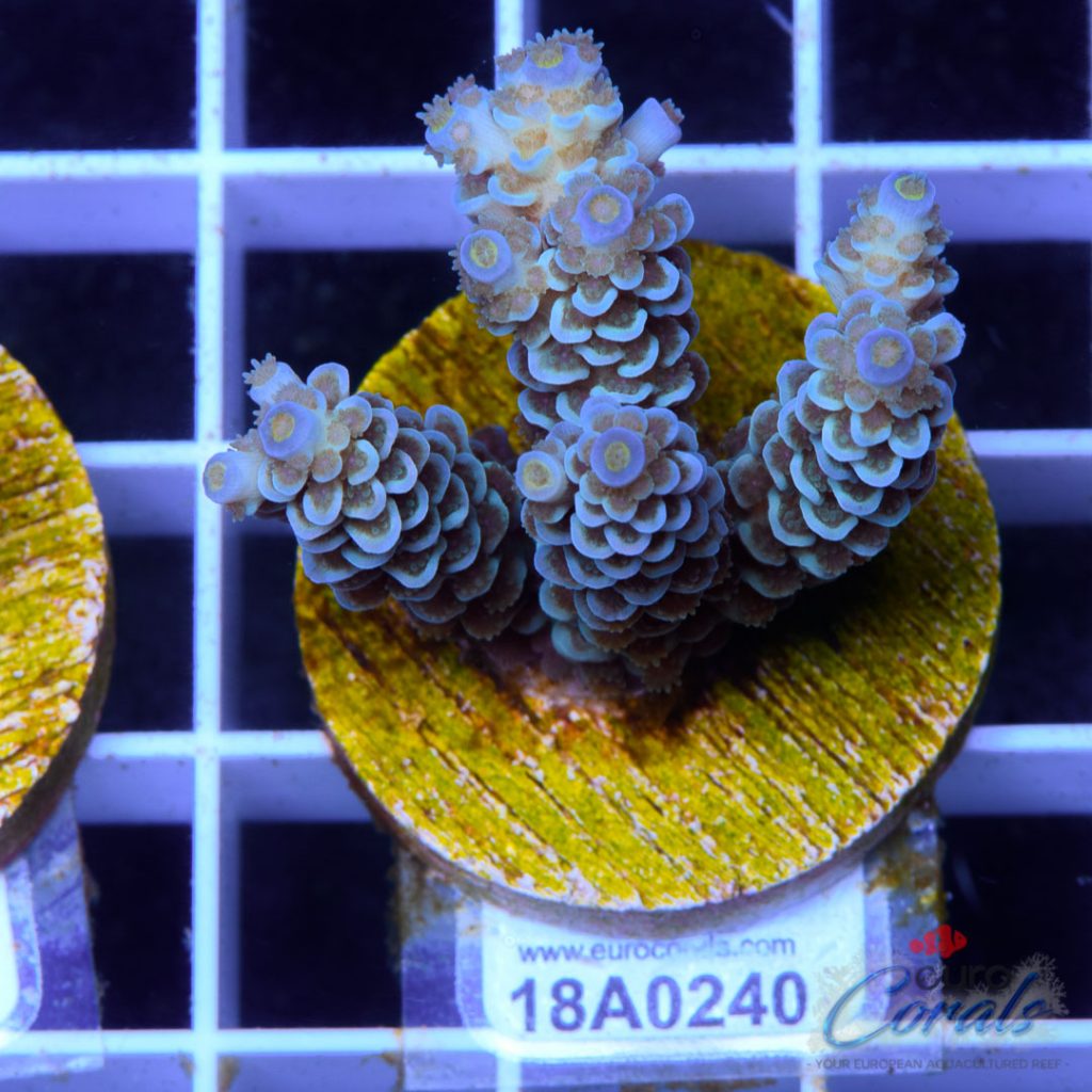 EC Sapphire Tenuis