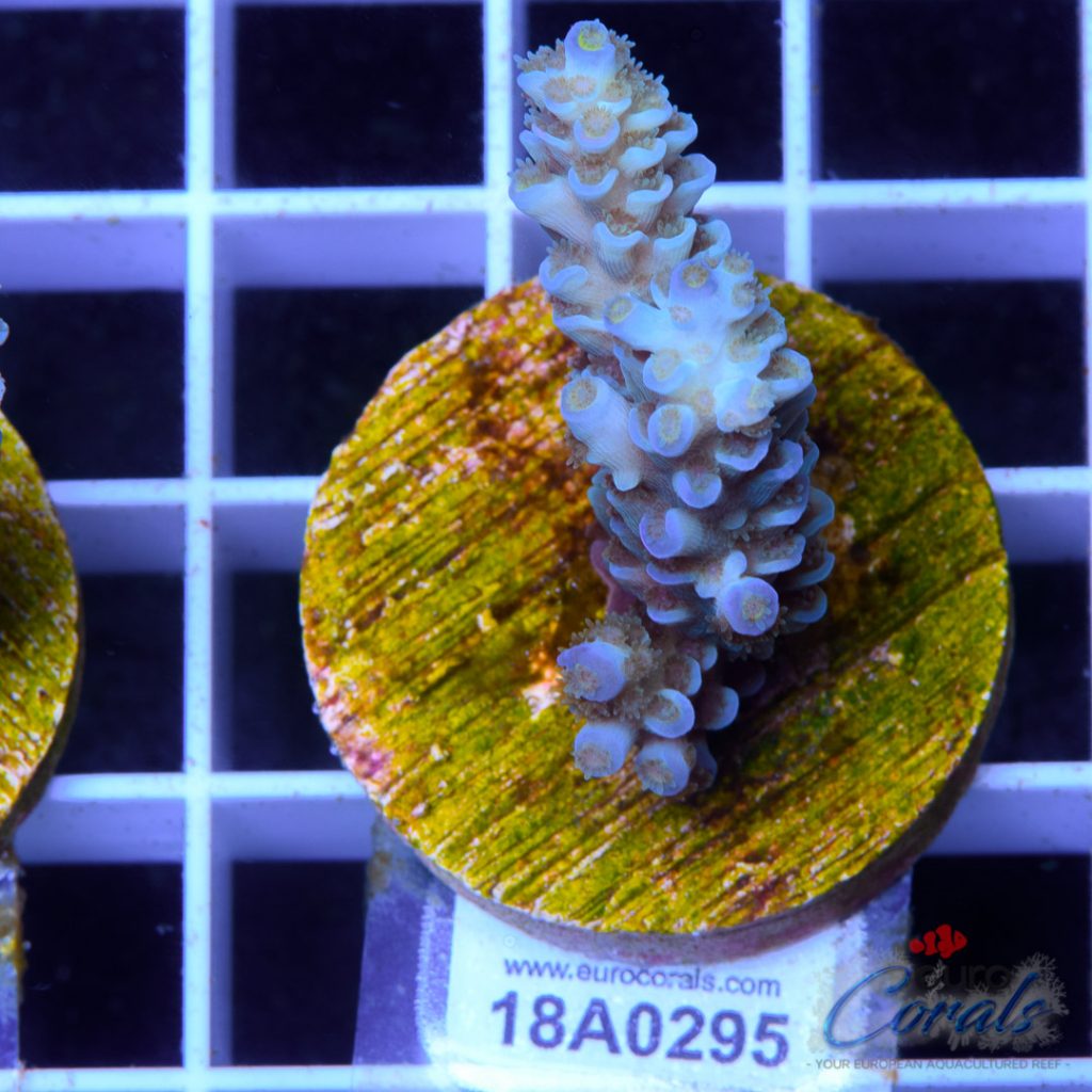 EC Sapphire Tenuis
