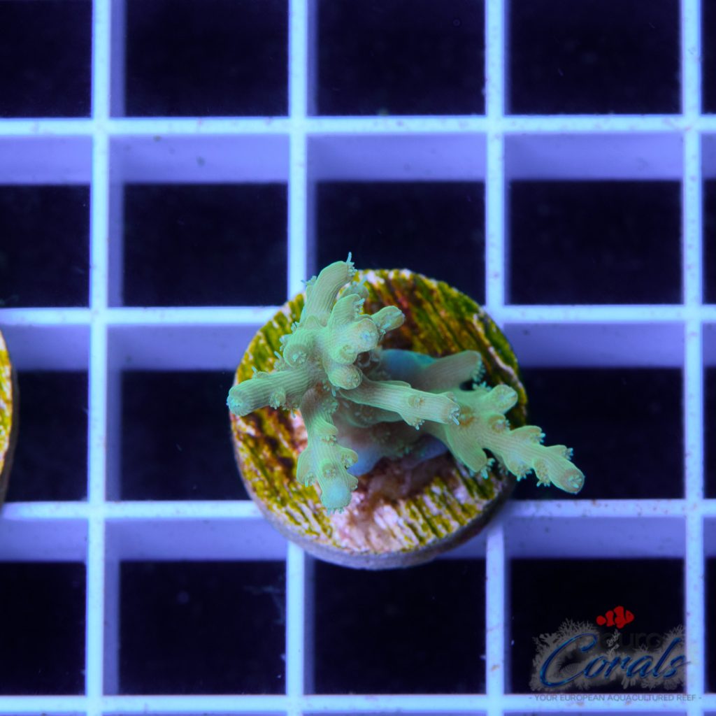 EC Blue Octopus