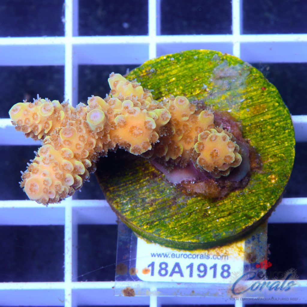 EC Spathulata Bicolor