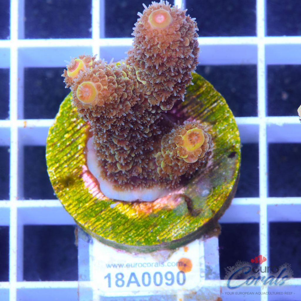 EC Spathulata Bicolor