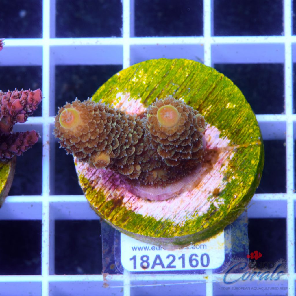 EC Spathulata Bicolor