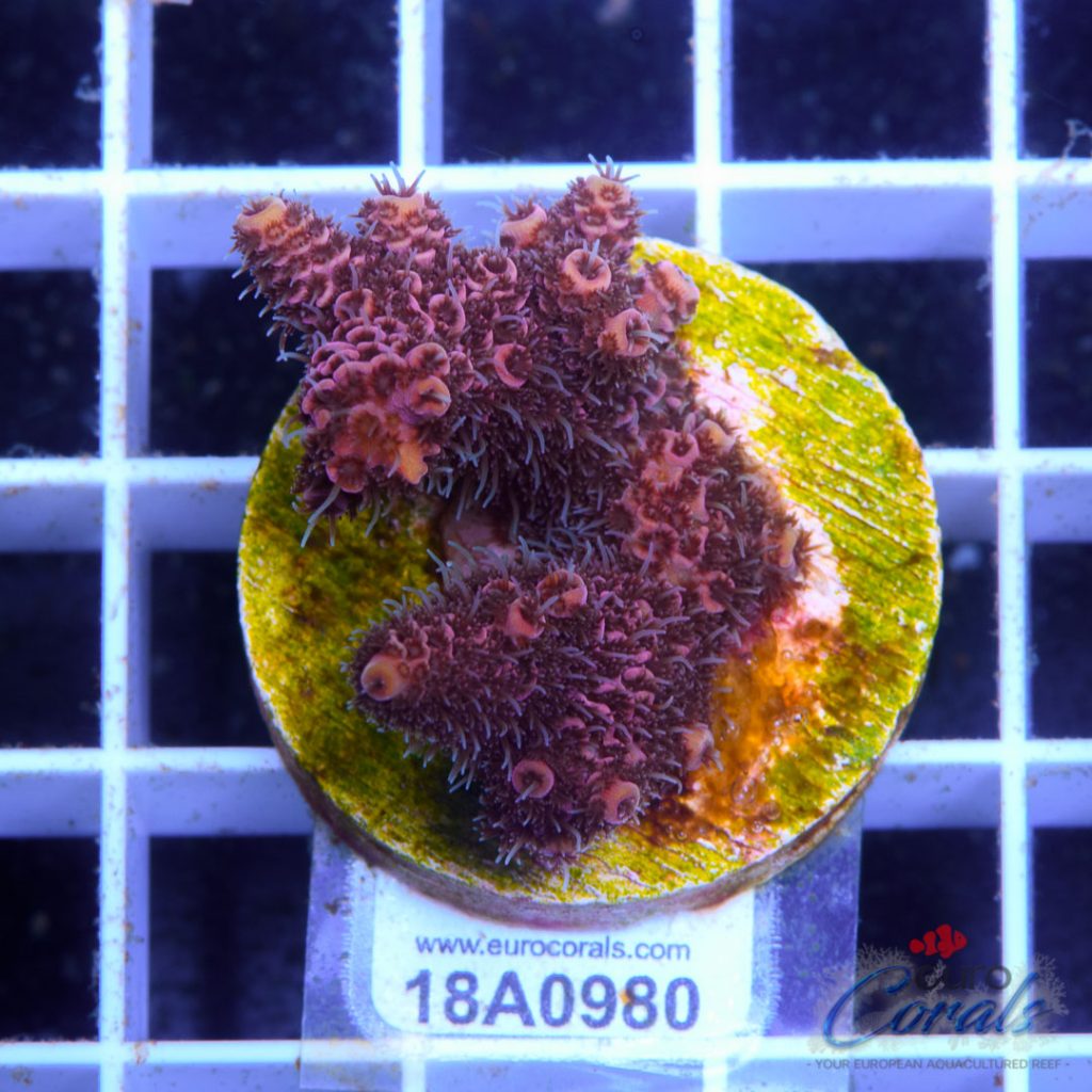EC Lemon Head Pink Mille