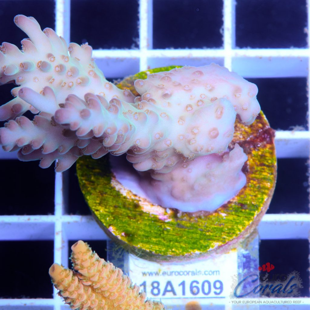EC Rainbow Shortcake