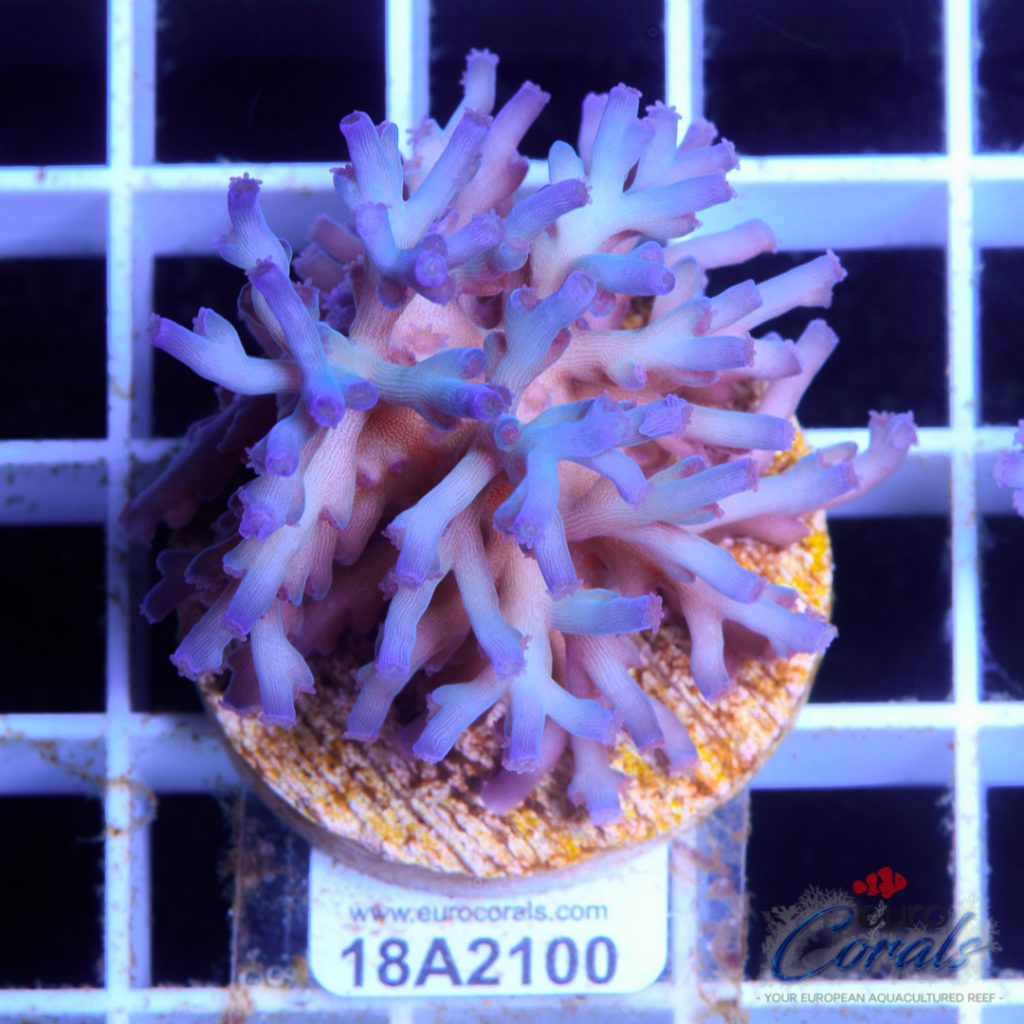 EC Icefire Echinata Ultra