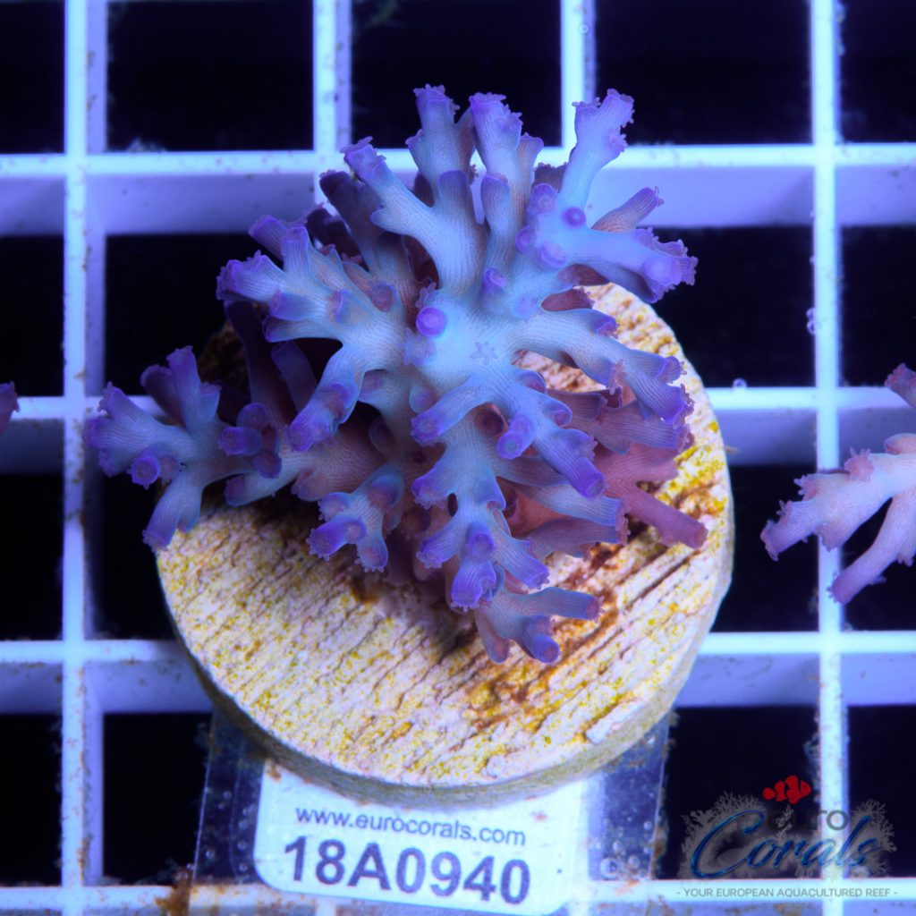 EC Icefire Echinata Ultra