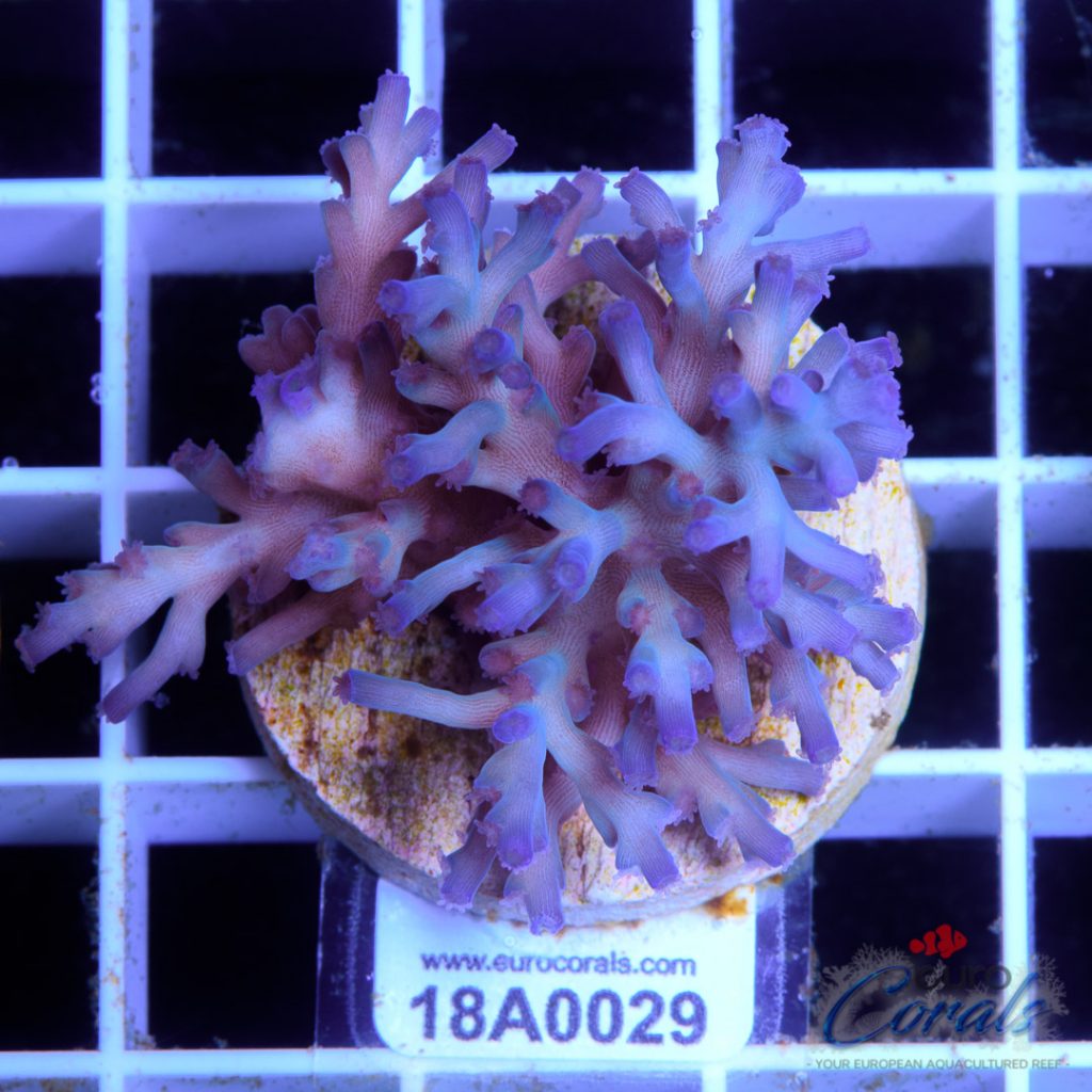 EC Icefire Echinata Ultra