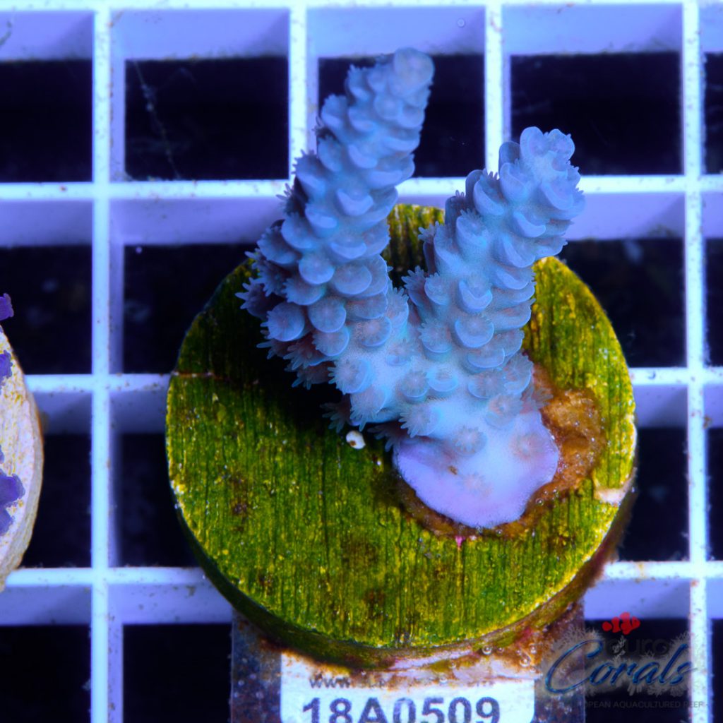 EC Blue Papa Smurf