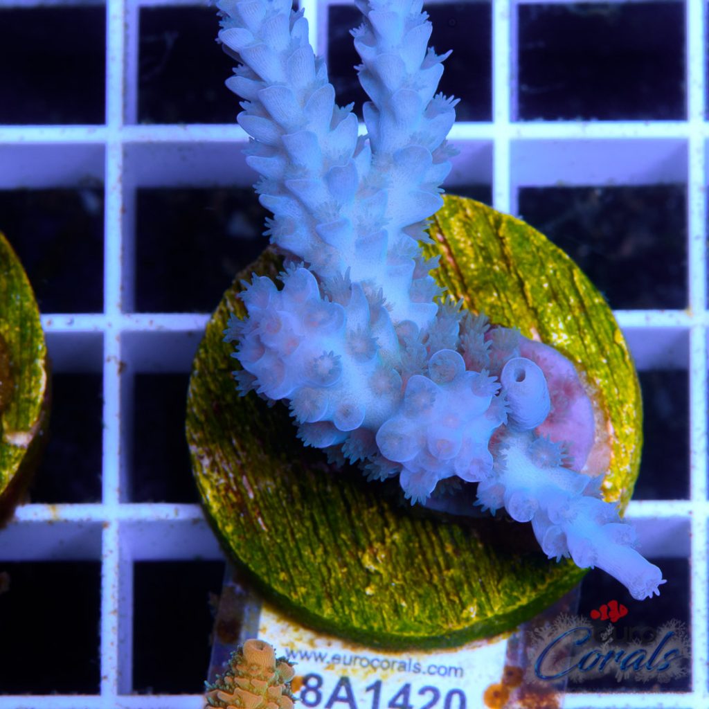 EC Blue Papa Smurf