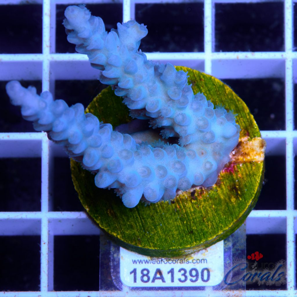 EC Blue Papa Smurf