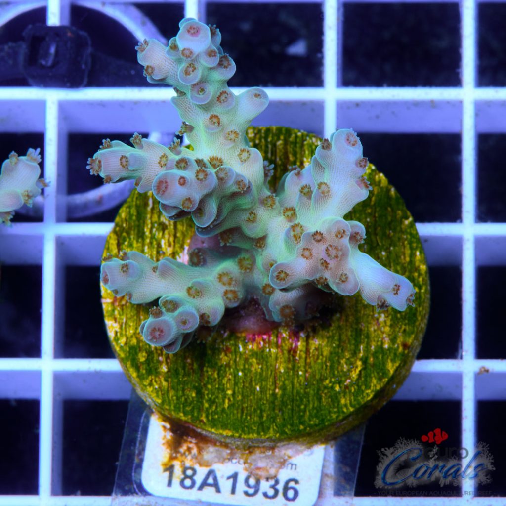 EC Glass Slipper