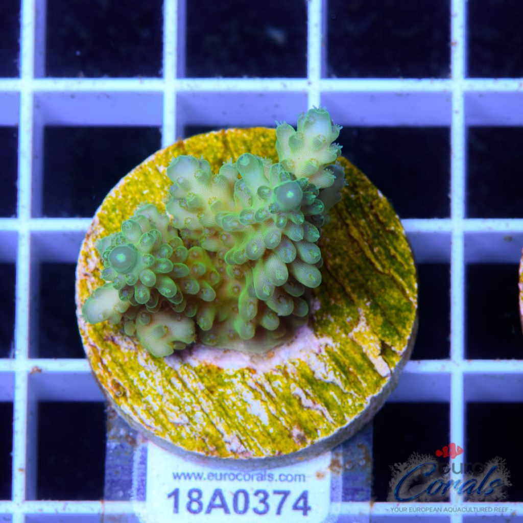 EC Pearlberry