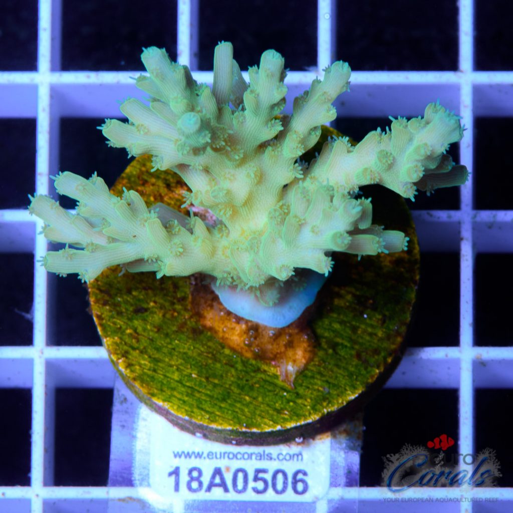 EC Blue Octopus