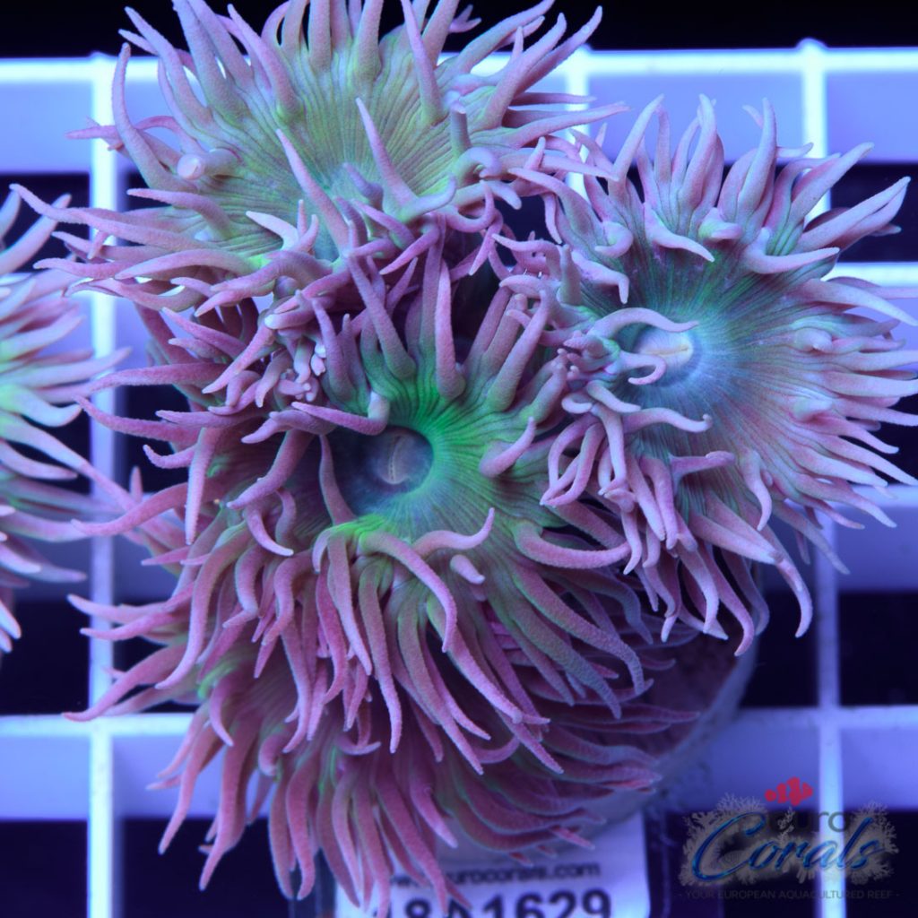 EC Coconut Tree Purple
